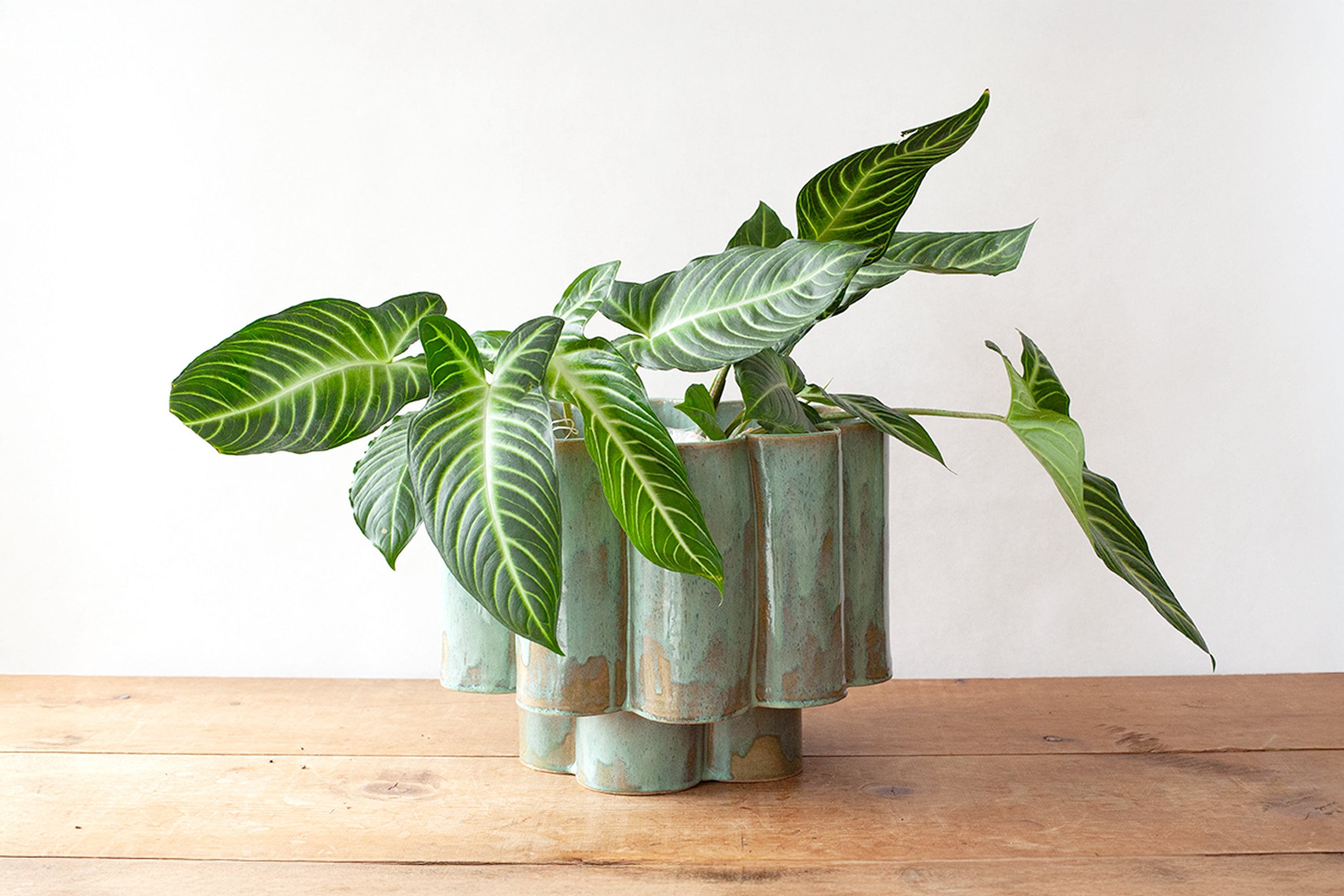 Large Scallop Planter - Fern
