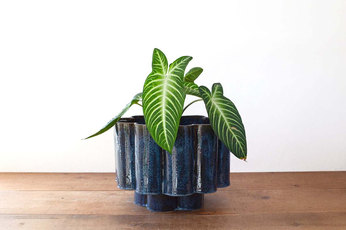 A green plant with large white-striped leaves in a dark mottled blue scalloped ceramic planter, set on a wooden surface against a plain white background.
