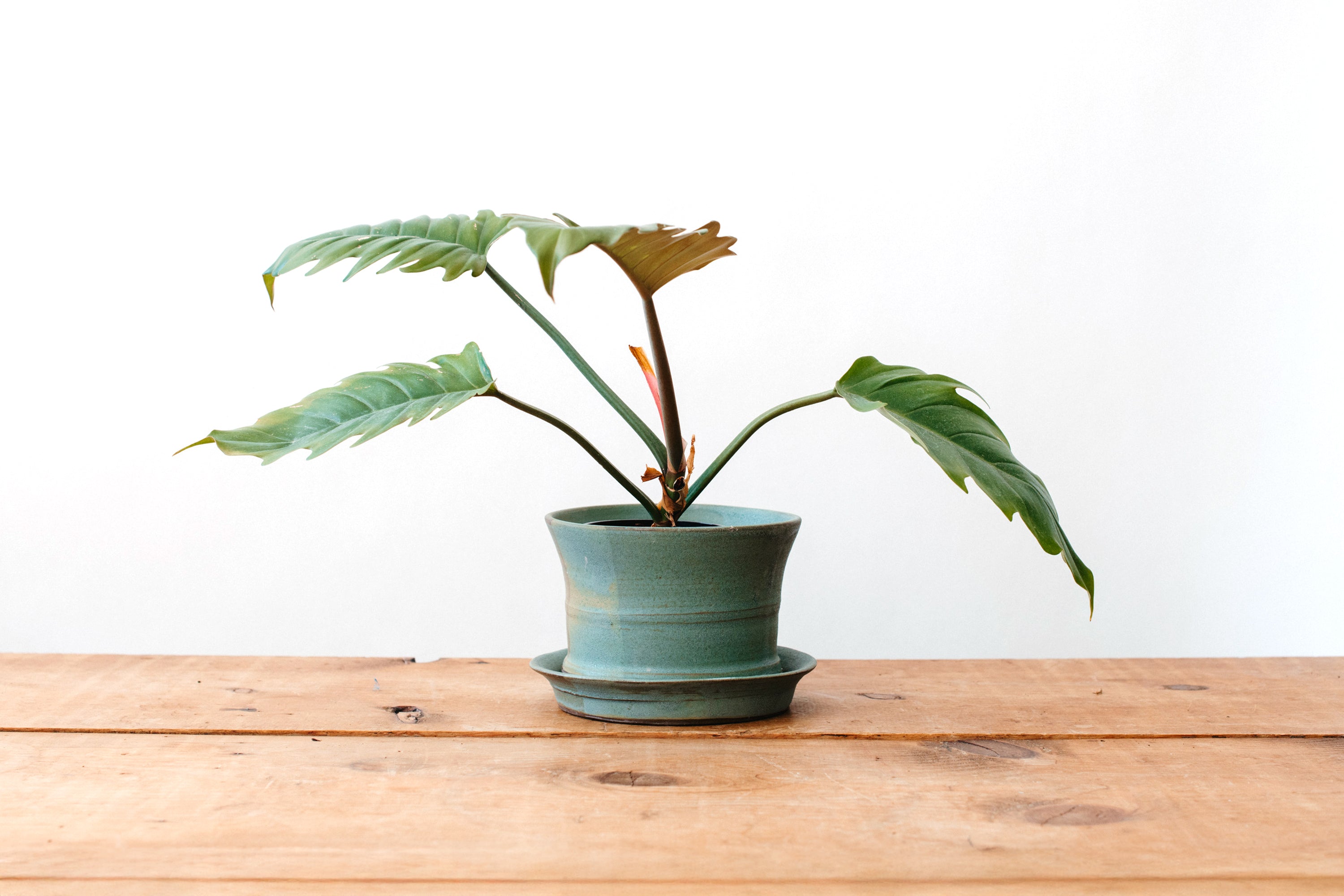 Grandmont Planter with Tray - Medium Green
