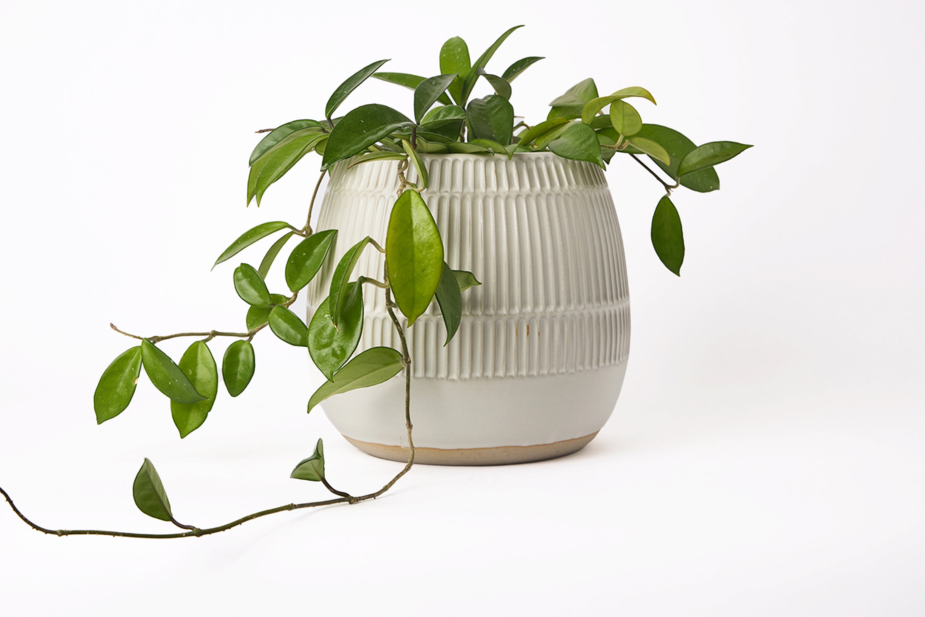 Large Carved Planter - Matte White #1