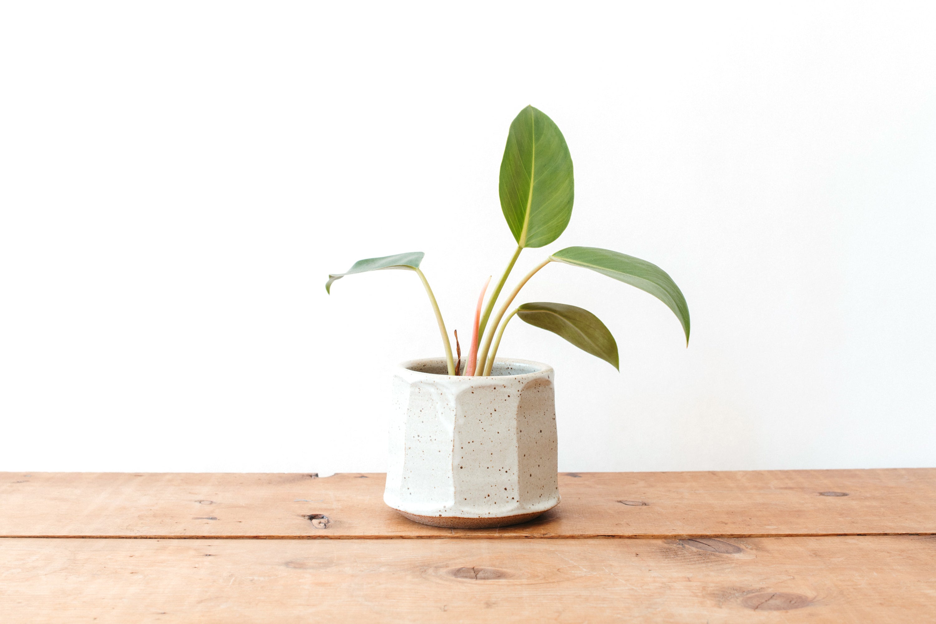 Small Facet Planter - Speckled Matte White