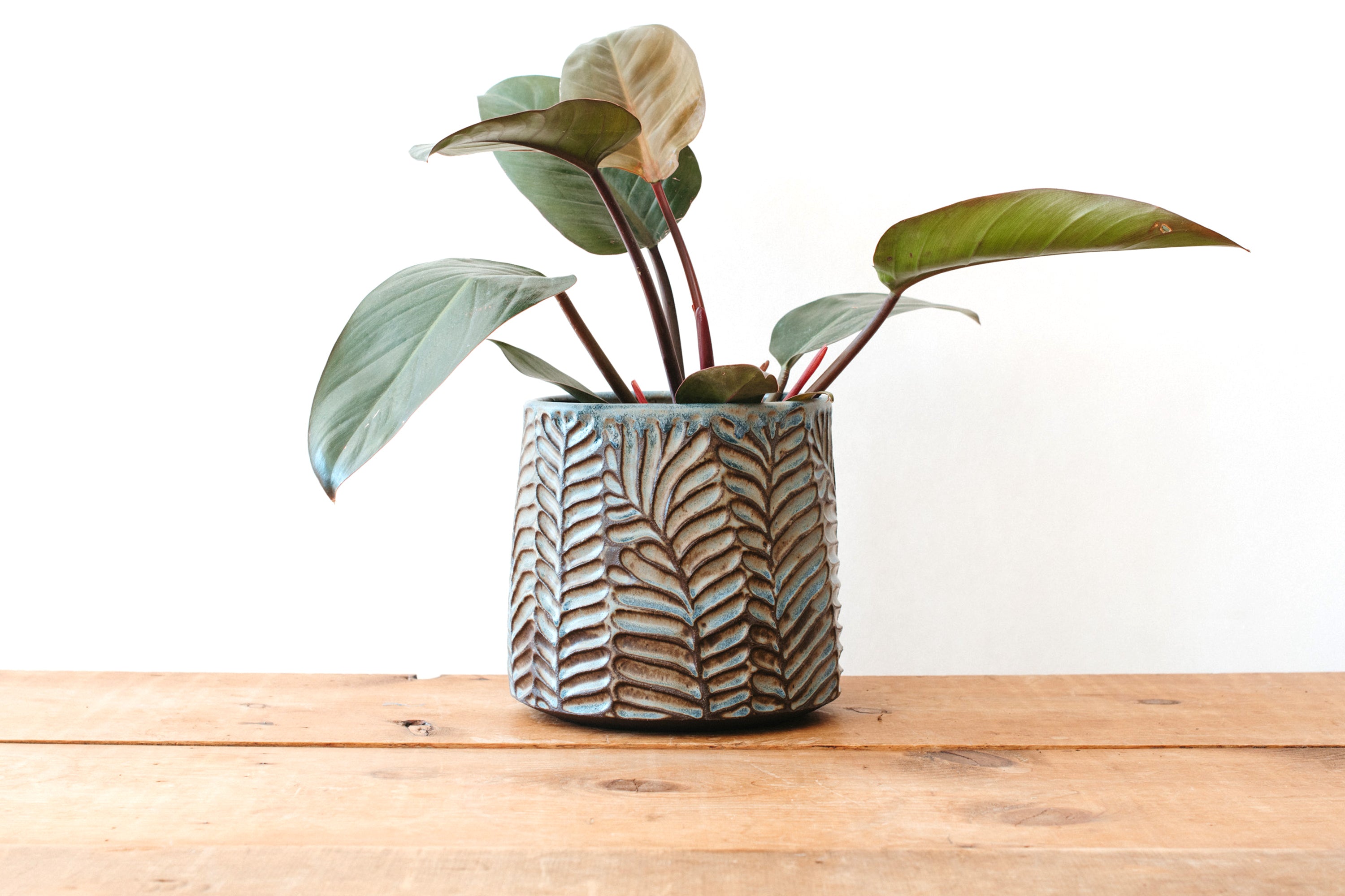 Large Fern Planter - Dark Blue