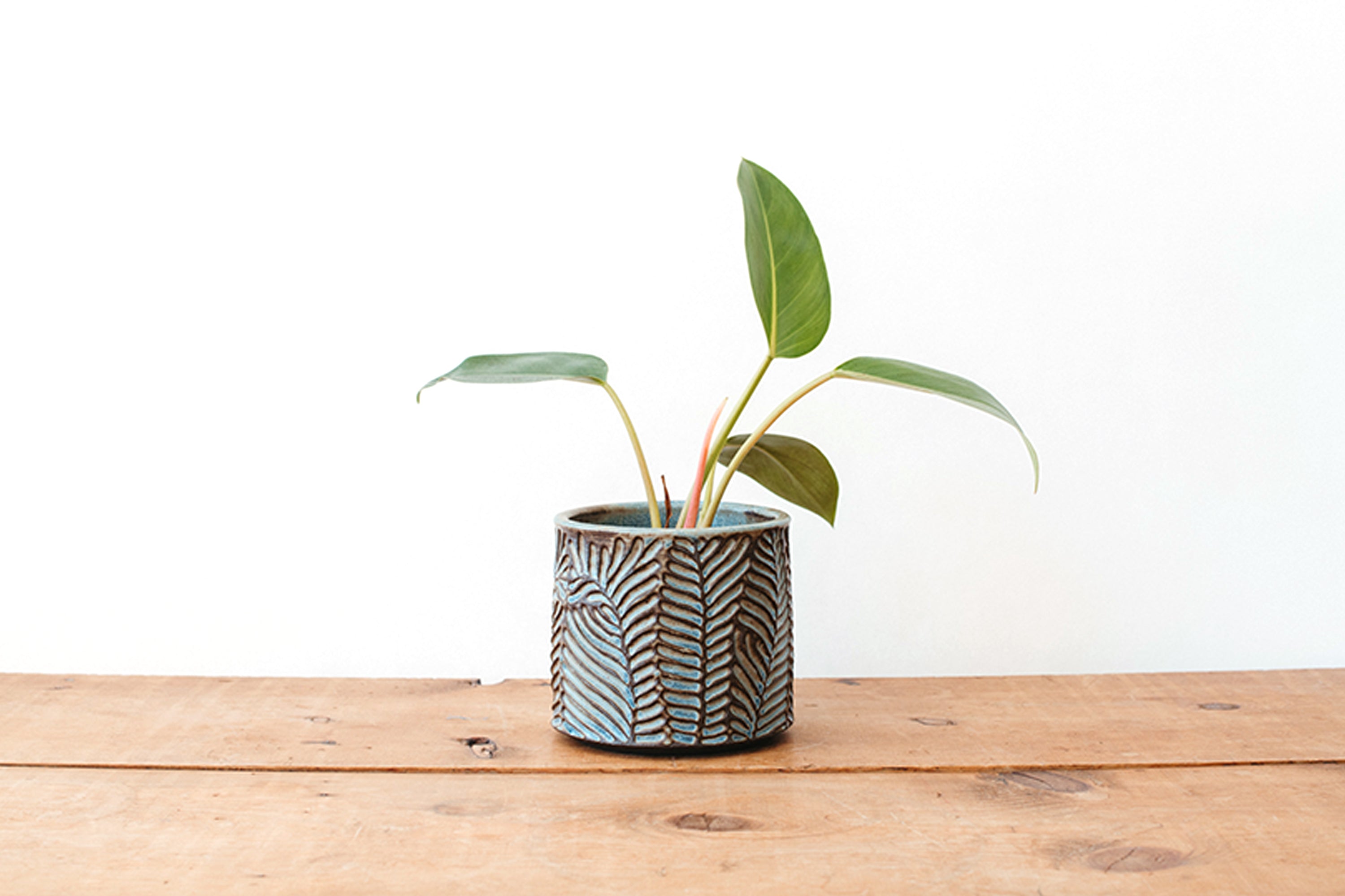 Small Fern Planter - Dark Blue