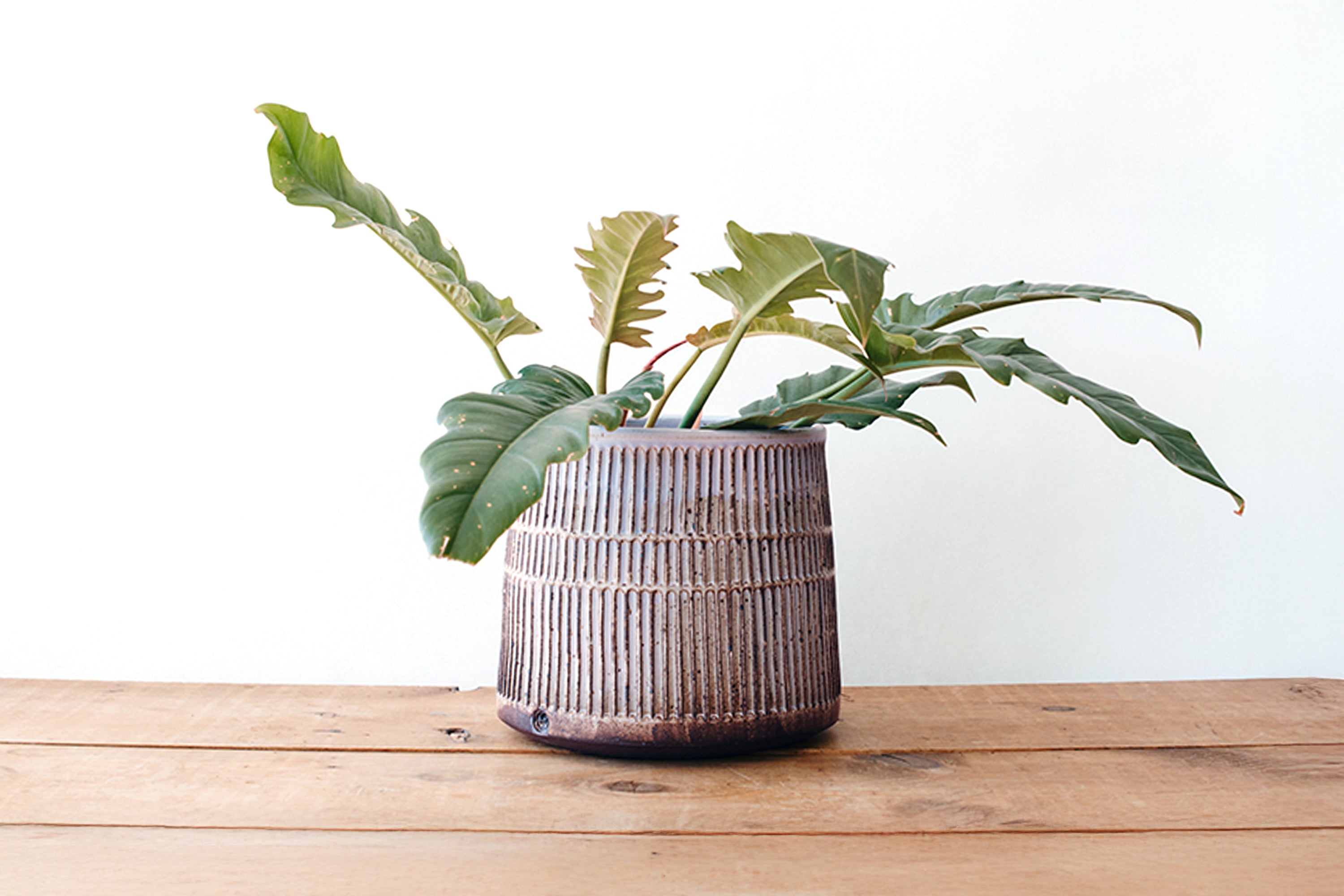 Large Carved Planter - Lavender