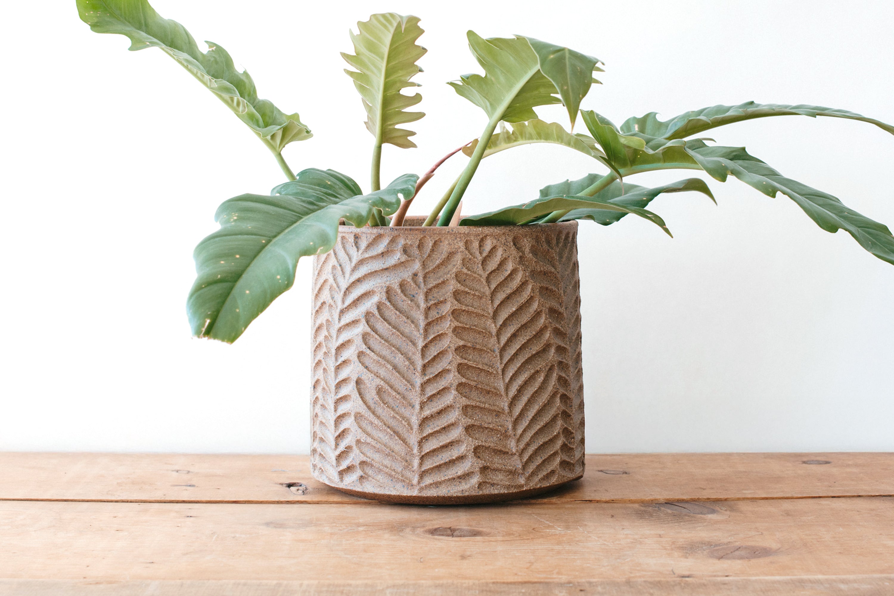 Natural Clay Fern Planter - XL