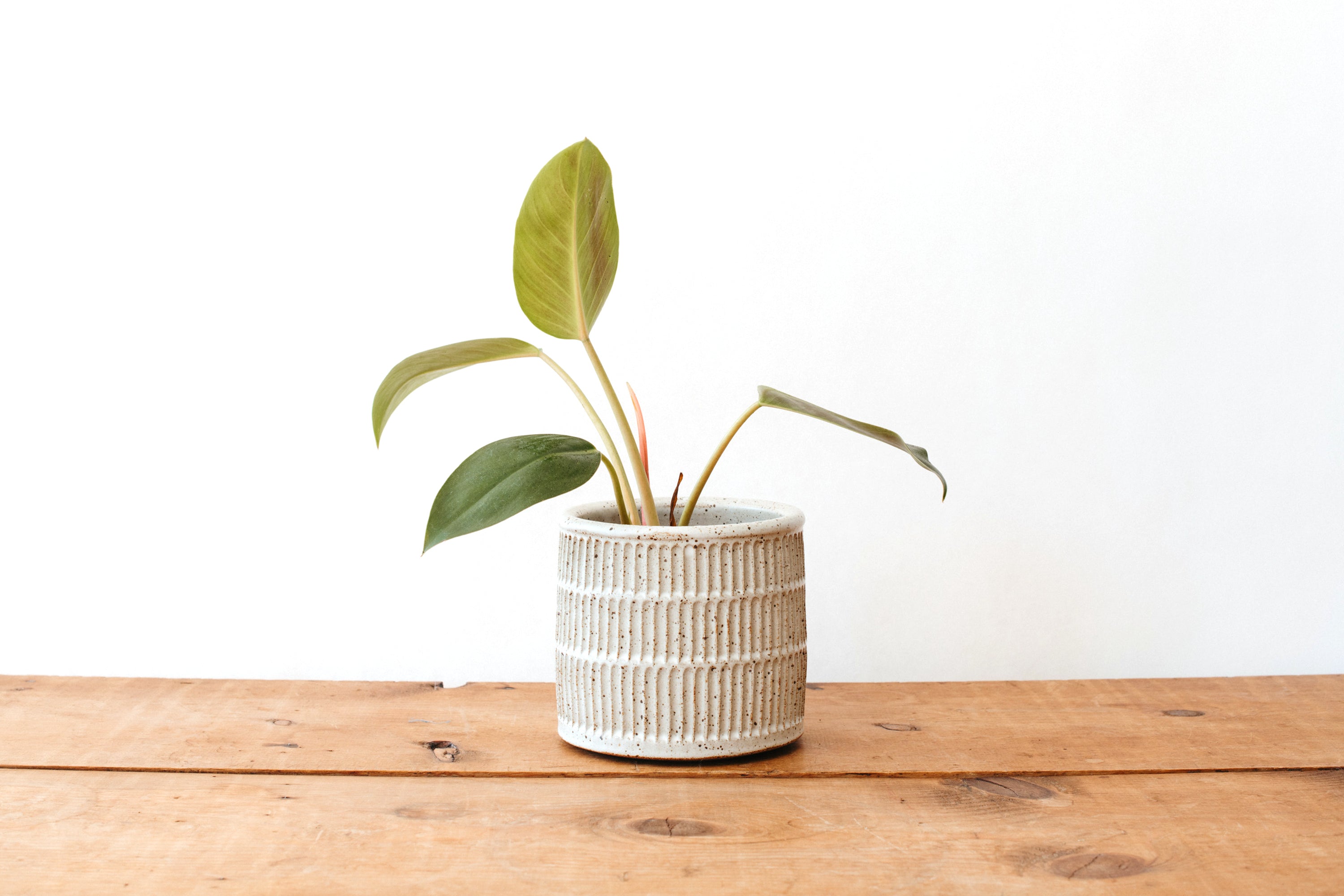 Small Carved Planter - Speckled Matte White
