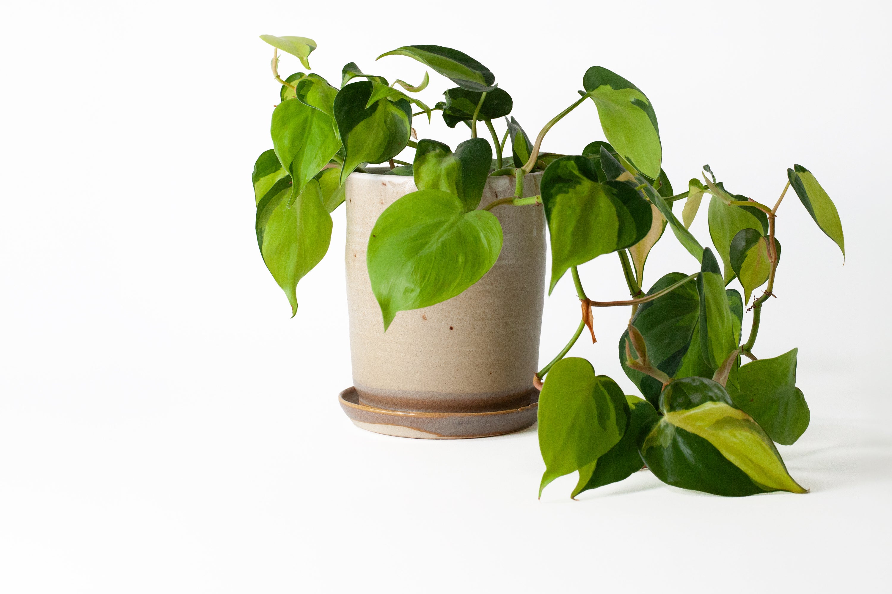 Tall Studio Pottery Planter - White/Tan Speckled – Sojourn