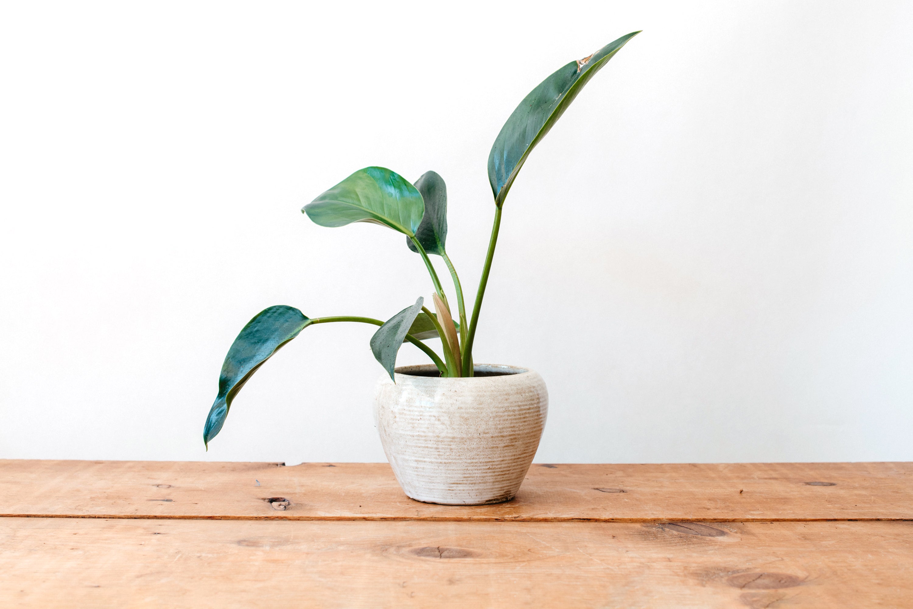 Zanesville Homesplun Planter - Beige
