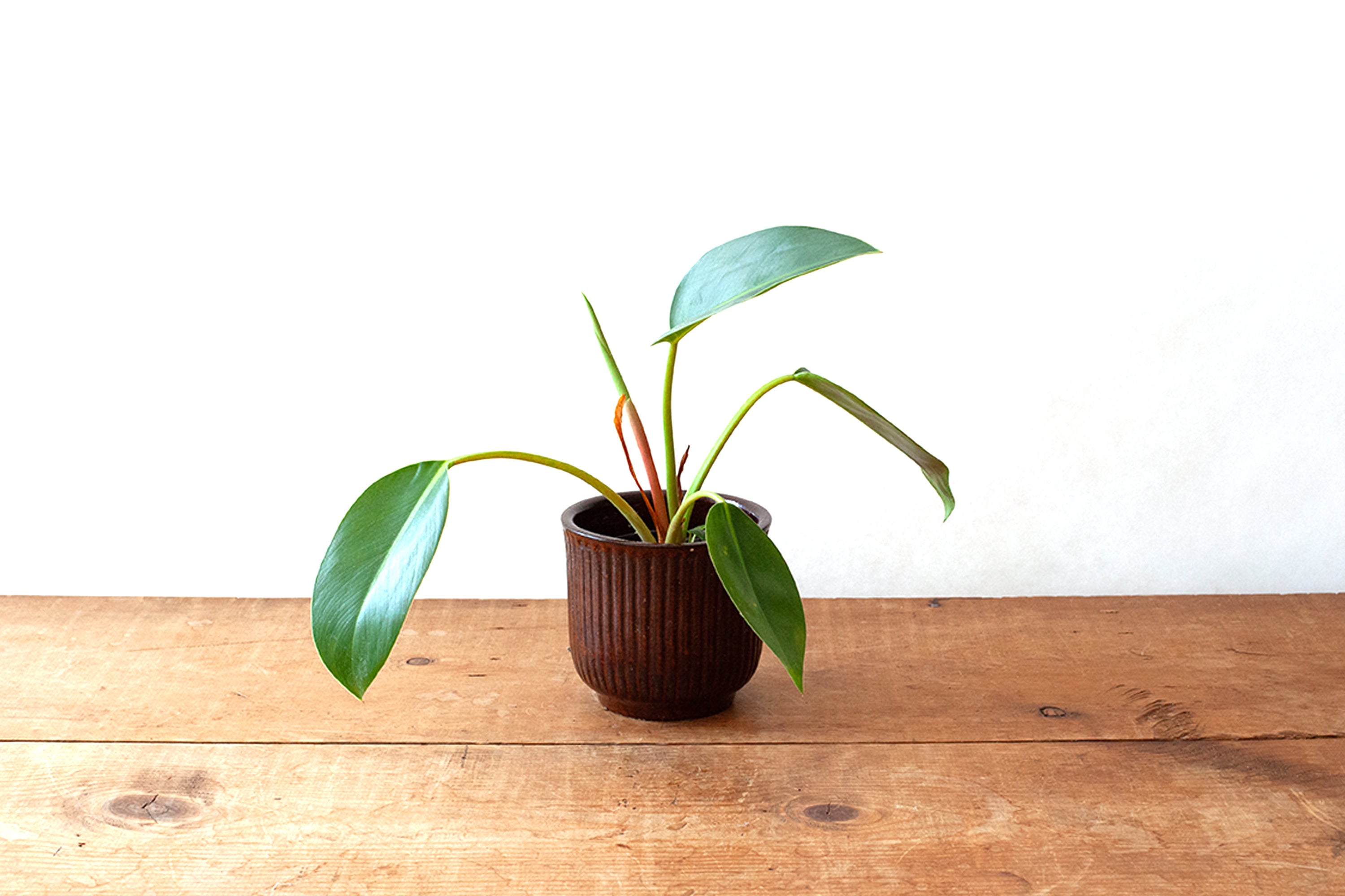 Zanesville Planter - Small Maroon
