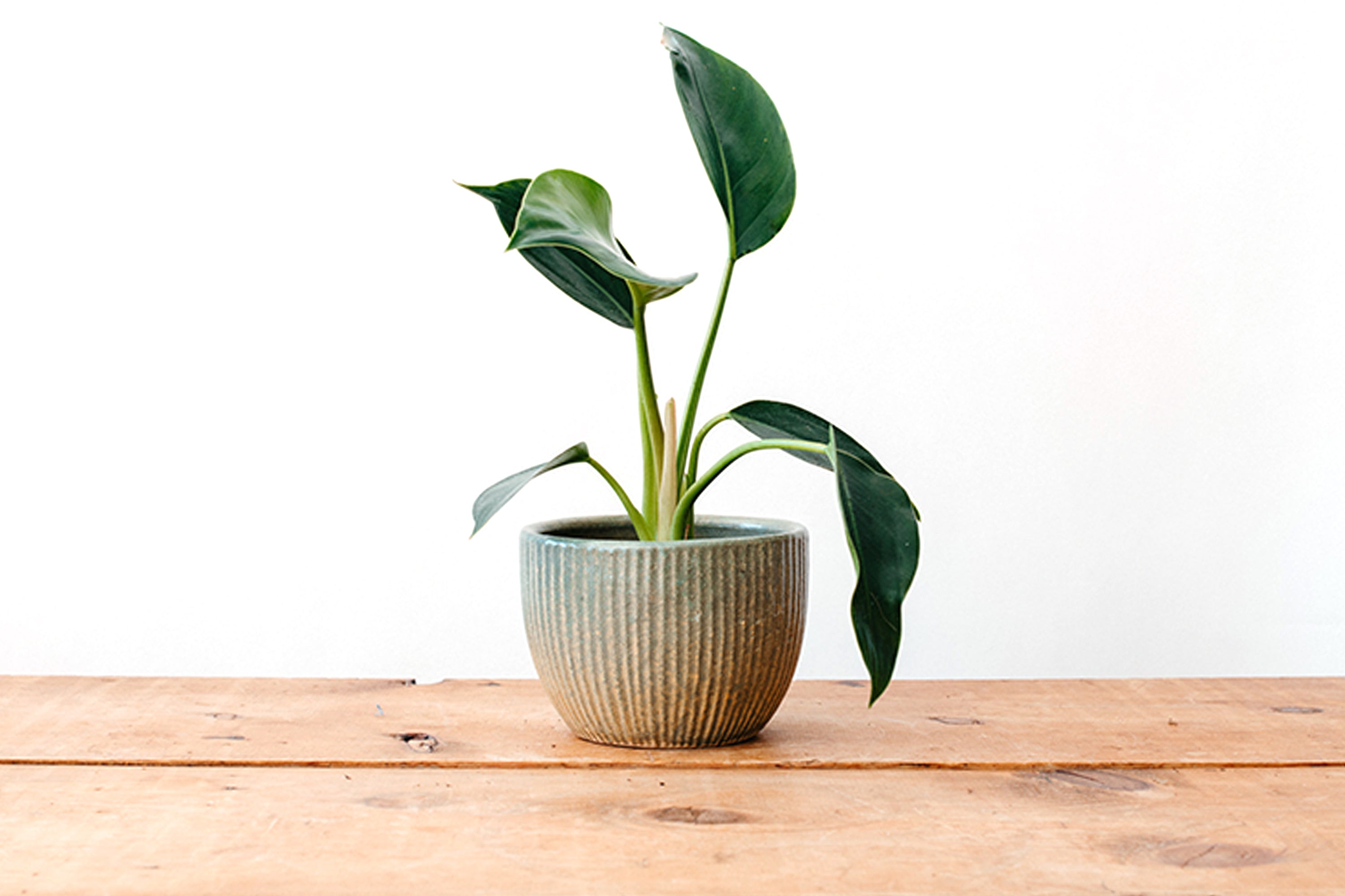 Zanesville Homespun Planter - Tan/Sage